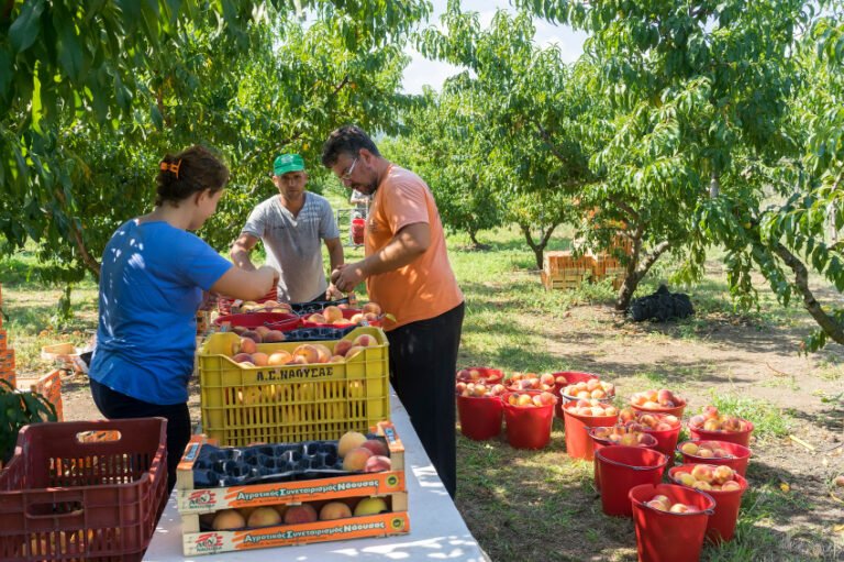 Workers placing ripe peaches in crates at the factory of Agricultural Cooperative of Naoussa Greece. The famous "Naoussa Peaches" are the area’s main product.