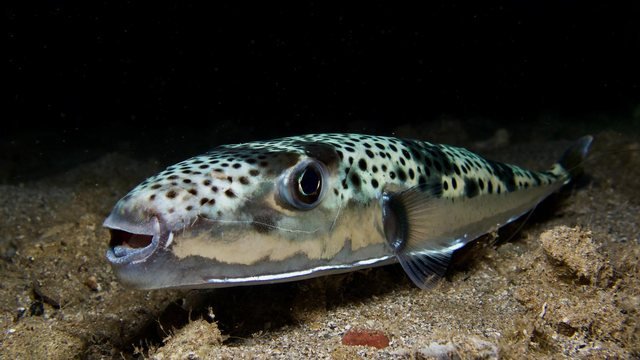 peshku
